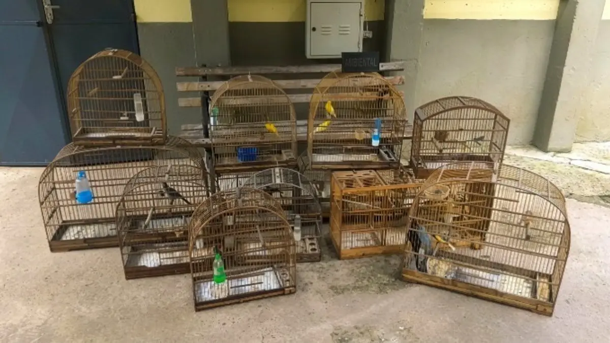 GCM resgata 19 aves silvestres em bairros de Guarulhos