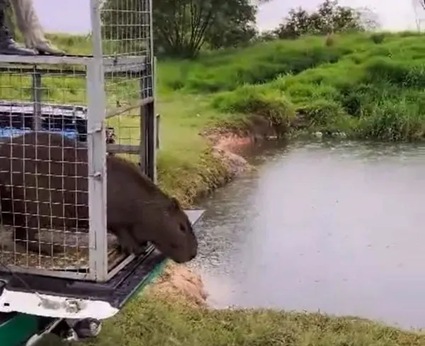 Atualização: DESTAQUE Guarda municipal resgata animais silvestres em bairros de Guarulhos