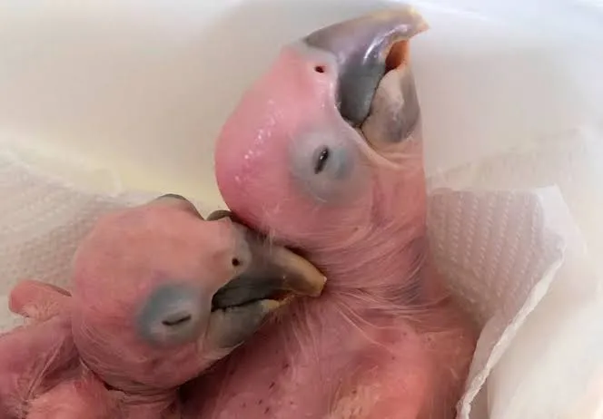Ibama intercepta ovos de aves silvestres no aeroporto de Guarulhos