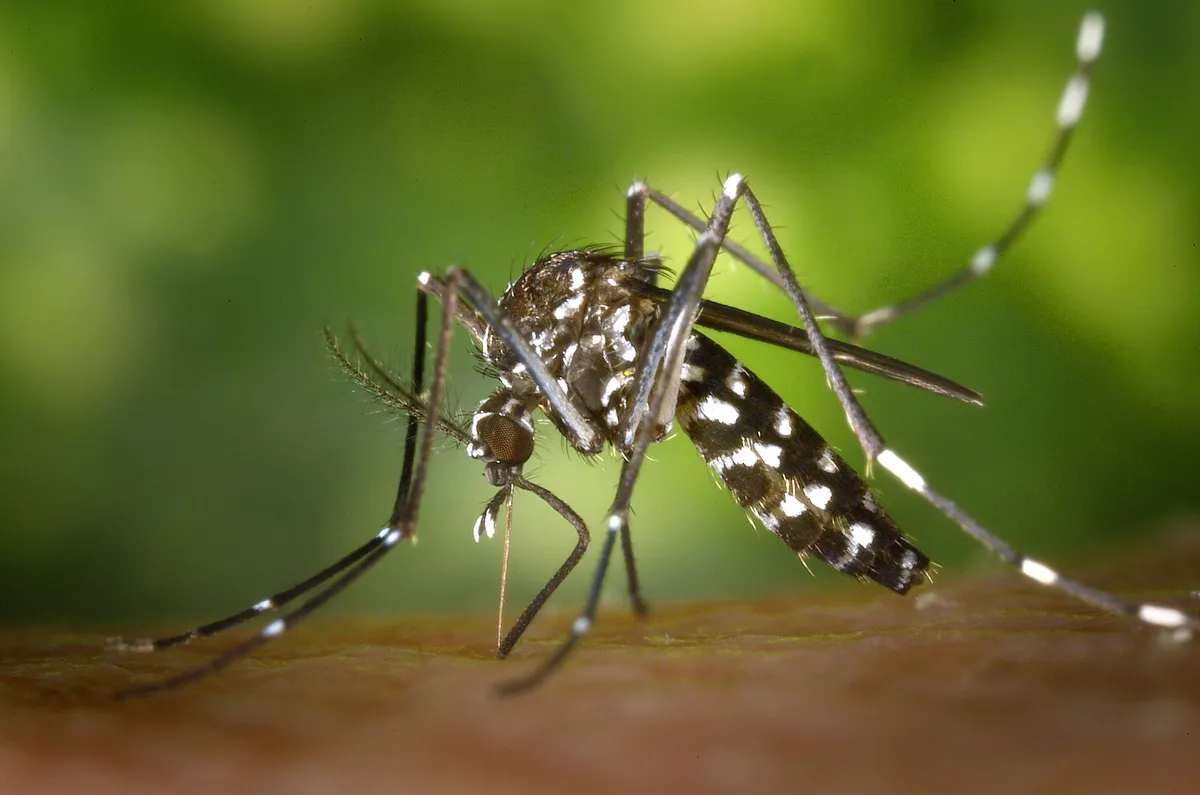 Quase metade dos municípios do país apresenta alerta para o Aedes aegypti